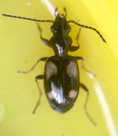 Bembidion by (c) Paul Cook, some rights reserved (CC BY), uploaded by Paul Cook. Used under a CC-BY license.