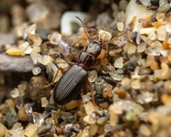 Bembidion nigropiceum by (c) Zachary Dankowicz, some rights reserved (CC BY), uploaded by Zachary Dankowicz. Used under a CC-BY license.