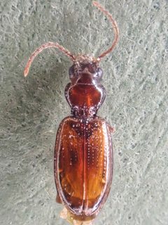 Phrypeus rickseckeri by (c) Trevor Van Loon, some rights reserved (CC BY), uploaded by Trevor Van Loon. Used under a CC-BY license.