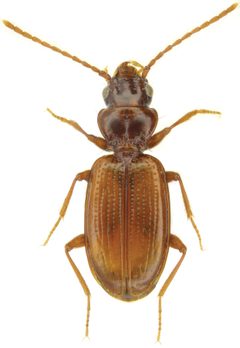 Phrypeus rickseckeri by (c)
Yves Bousquet, some rights reserved (CC BY). Used under a CC-BY license.
