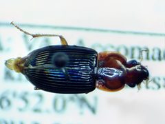 Trichotichnus dichrous by (c) Nathan T. Jones, some rights reserved (CC BY), uploaded by Nathan T. Jones. Used under a CC-BY license.