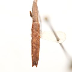 Spalacopsis suffusa by (c) Hopper Museum, some rights reserved (CC BY), uploaded by Hopper Museum. Used under a CC-BY license.