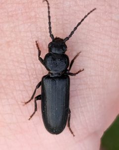 Asemum nitidum by no rights reserved, uploaded by Ben Keen. Used under a CC0 license.