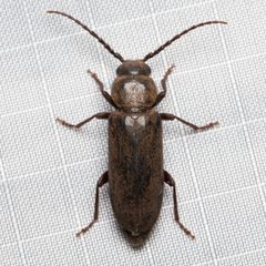 Asemum nitidum by (c) Ken-ichi Ueda, some rights reserved (CC BY), uploaded by Ken-ichi Ueda. Used under a CC-BY license.