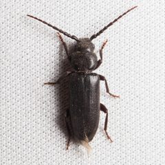 Asemum nitidum by (c) Ken-ichi Ueda, some rights reserved (CC BY), uploaded by Ken-ichi Ueda. Used under a CC-BY license.