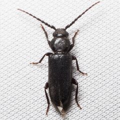 Asemum nitidum by (c) Ken-ichi Ueda, some rights reserved (CC BY), uploaded by Ken-ichi Ueda. Used under a CC-BY license.