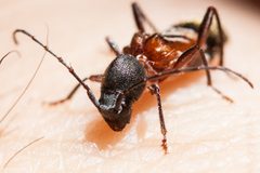 Cyrtophorus by (c) Ken-ichi Ueda, some rights reserved (CC BY), uploaded by Ken-ichi Ueda. Used under a CC-BY license.