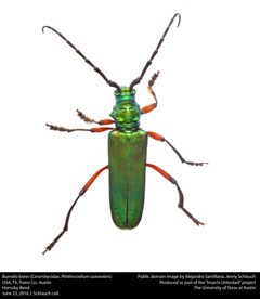 Plinthocoelium suaveolens by no rights reserved, uploaded by Alejandro Santillana. Used under a CC0 license.