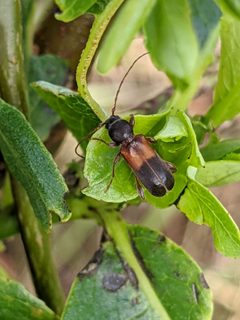 Phymatodes dimidiatus by (c) Alexandria 'Alex' Wenninger, some rights reserved (CC BY), uploaded by Alexandria 'Alex' Wenninger. Used under a CC-BY license.