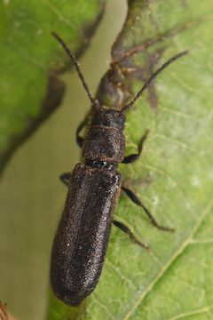 Phymatodes vilitatis by (c) Trevor Van Loon, some rights reserved (CC BY), uploaded by Trevor Van Loon. Used under a CC-BY license.