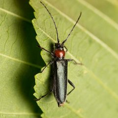 Pronocera collaris by (c) Ken-ichi Ueda, some rights reserved (CC BY), uploaded by Ken-ichi Ueda. Used under a CC-BY license.