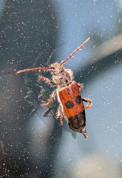 Semanotus amplus by (c) Bryce Johnson, some rights reserved (CC BY), uploaded by Bryce Johnson. Used under a CC-BY license.
