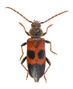 Semanotus amplus by no rights reserved, uploaded by Mike Palmer. Used under a CC0 license.