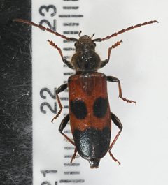 Semanotus amplus by no rights reserved, uploaded by Mike Palmer. Used under a CC0 license.