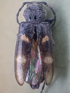 Semanotus litigiosus by (c) Trevor Van Loon, some rights reserved (CC BY), uploaded by Trevor Van Loon. Used under a CC-BY license.