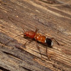 Clytoleptus albofasciatus by (c) Justin Williams, some rights reserved (CC BY), uploaded by Justin Williams. Used under a CC-BY license.