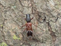 Clytoleptus albofasciatus by (c) Mark Hiner, some rights reserved (CC BY), uploaded by Mark Hiner. Used under a CC-BY license.