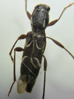 Clytoleptus albofasciatus by (c) Emily Franzen, some rights reserved (CC BY), uploaded by Emily Franzen. Used under a CC-BY license.