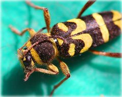 Clytus by (c) Kathleen Franklin, some rights reserved (CC BY). Used under a CC-BY license.