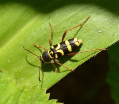 Clytus planifrons by (c) David Anderson, some rights reserved (CC BY), uploaded by David Anderson. Used under a CC-BY license.