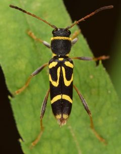 Clytus ruricola by (c) skitterbug, some rights reserved (CC BY), uploaded by skitterbug. Used under a CC-BY license.