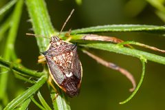 Conquistator mucronatus by (c) Richard Stovall, some rights reserved (CC BY), uploaded by Richard Stovall. Used under a CC-BY license.