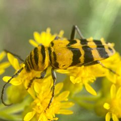 Megacyllene decora by (c) Michelle Orcutt, some rights reserved (CC BY), uploaded by Michelle Orcutt. Used under a CC-BY license.