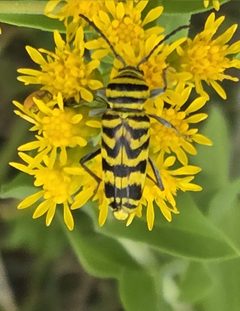 Megacyllene powersi by (c) Jo Roberts, some rights reserved (CC BY), uploaded by Jo Roberts. Used under a CC-BY license.