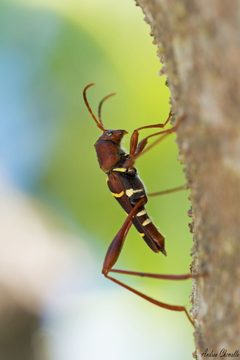 Neoclytus by (c) Andrea Chemello, some rights reserved (CC BY), uploaded by Andrea Chemello. Used under a CC-BY license.