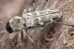 Xylotrechus albonotatus by no rights reserved, uploaded by Jesse Rorabaugh. Used under a CC0 license.