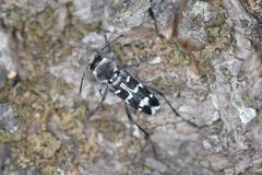 Xylotrechus albonotatus by (c) Cricket Raspet, some rights reserved (CC BY), uploaded by Cricket Raspet. Used under a CC-BY license.