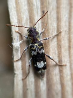 Xylotrechus colonus by (c) Zihao Wang, some rights reserved (CC BY), uploaded by Zihao Wang. Used under a CC-BY license.