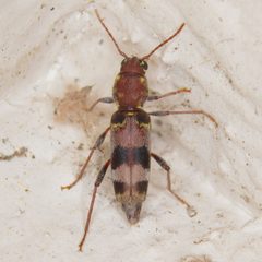 Xylotrechus colonus by (c) Dan Johnson, some rights reserved (CC BY), uploaded by Dan Johnson. Used under a CC-BY license.