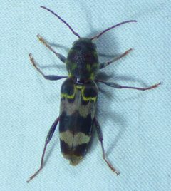 Xylotrechus colonus by no rights reserved, uploaded by kcthetc1. Used under a CC0 license.