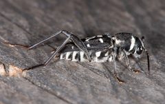 Xylotrechus undulatus by (c) Don Loarie, some rights reserved (CC BY), uploaded by Don Loarie. Used under a CC-BY license.