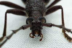 Aneflus calvatus by (c) Jake Nitta, some rights reserved (CC BY), uploaded by Jake Nitta. Used under a CC-BY license.