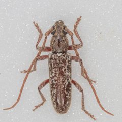 Anelaphus debilis by (c) Victor Engel, some rights reserved (CC BY), uploaded by Victor Engel. Used under a CC-BY license.