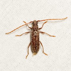 Anelaphus pumilus by (c) Justin Williams, some rights reserved (CC BY), uploaded by Justin Williams. Used under a CC-BY license.