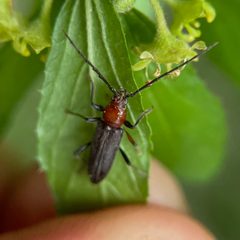 Stenosphenus dolosus by (c) Chet Burrier, some rights reserved (CC BY), uploaded by Chet Burrier. Used under a CC-BY license.