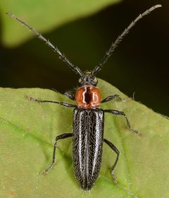Stenosphenus notatus by (c) skitterbug, some rights reserved (CC BY), uploaded by skitterbug. Used under a CC-BY license.