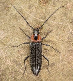 Stenosphenus notatus by (c) skitterbug, some rights reserved (CC BY), uploaded by skitterbug. Used under a CC-BY license.