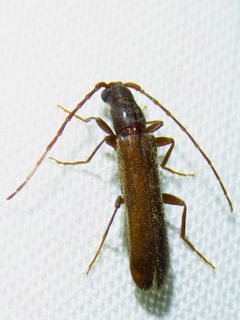 Haplidus laticeps by (c) Annika Lindqvist, some rights reserved (CC BY), uploaded by Annika Lindqvist. Used under a CC-BY license.
