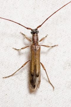 Styloxus fulleri by (c) Justin Williams, some rights reserved (CC BY), uploaded by Justin Williams. Used under a CC-BY license.