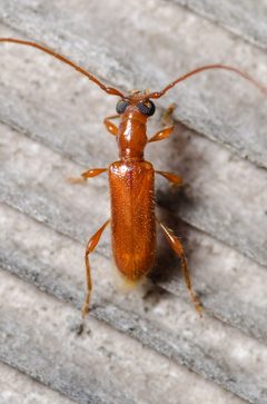 Obrium rufulum by (c) Justin Williams, some rights reserved (CC BY), uploaded by Justin Williams. Used under a CC-BY license.