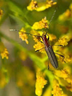 Rhopalophora angustata by (c) Chet Burrier, some rights reserved (CC BY), uploaded by Chet Burrier. Used under a CC-BY license.