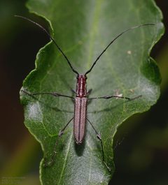 Rhopalophora angustata by (c) John Rosford, some rights reserved (CC BY), uploaded by John Rosford. Used under a CC-BY license.