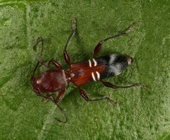 Euderces bicinctus by (c) jcowles, some rights reserved (CC BY), uploaded by jcowles. Used under a CC-BY license.