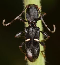 Euderces picipes by (c) skitterbug, some rights reserved (CC BY), uploaded by skitterbug. Used under a CC-BY license.