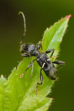 Euderces picipes by (c) Robert Roach, some rights reserved (CC BY), uploaded by Robert Roach. Used under a CC-BY license.