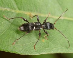Euderces picipes by (c) skitterbug, some rights reserved (CC BY), uploaded by skitterbug. Used under a CC-BY license.